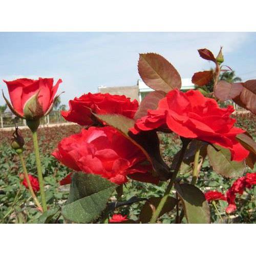 Cây giống Hồng Lửa Sa Đéc, hồng Tố Nữ - bầu to, cây lớn trường thành
