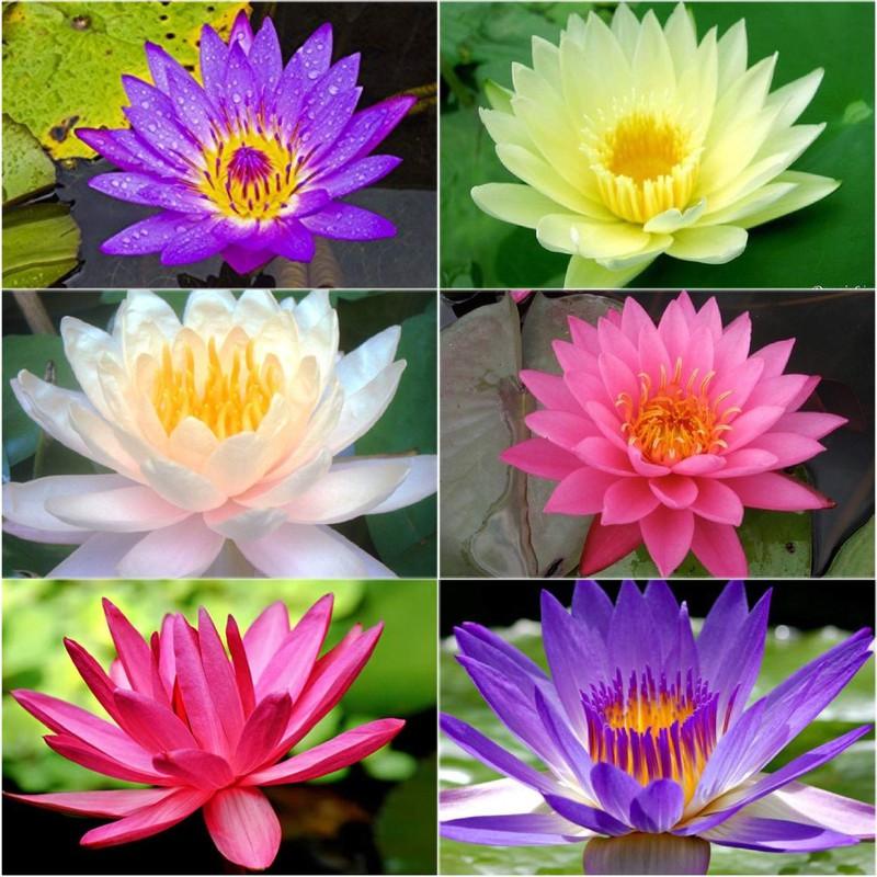 Combo 5 củ hoa súng thái mini đủ màu - CSTMN
