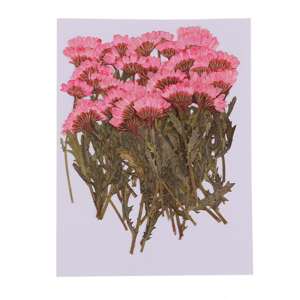 100pcs Pressed Flower Real Dried Flowers 2 Styles Of Rose And Chrysanthemum For Decorations And Crafts Supplying Great Gifts