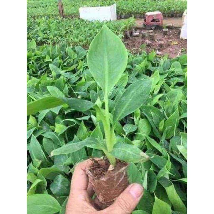 Cây Giống Chuối Mini