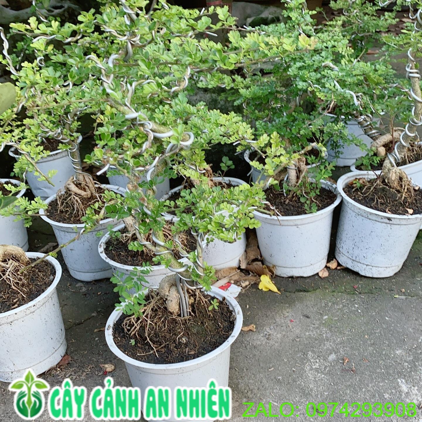 Cây Cần Thăng Bonsai Trung