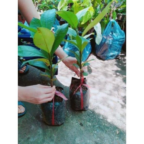 Sản phẩm CÂY GIỐNG MĂNG CỤT