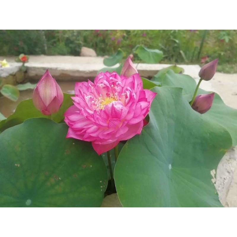 Củ sen super mini pink