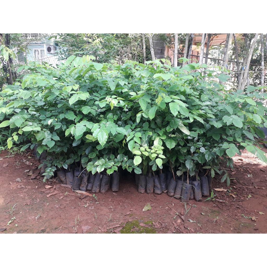 CÂY GIỐNG CÂY GIÁNG HƯƠNG CAO 1M NHƯ HÌNH ()