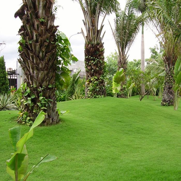 Hạt Giống Cỏ Nhung Nhật - Cỏ Sân Vườn KNS3465 - Gói 100 hạt