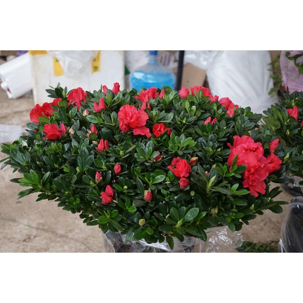 Hoa đỗ quyên nhật bản cánh kép lá nhỏ-chậu cây to có hoa