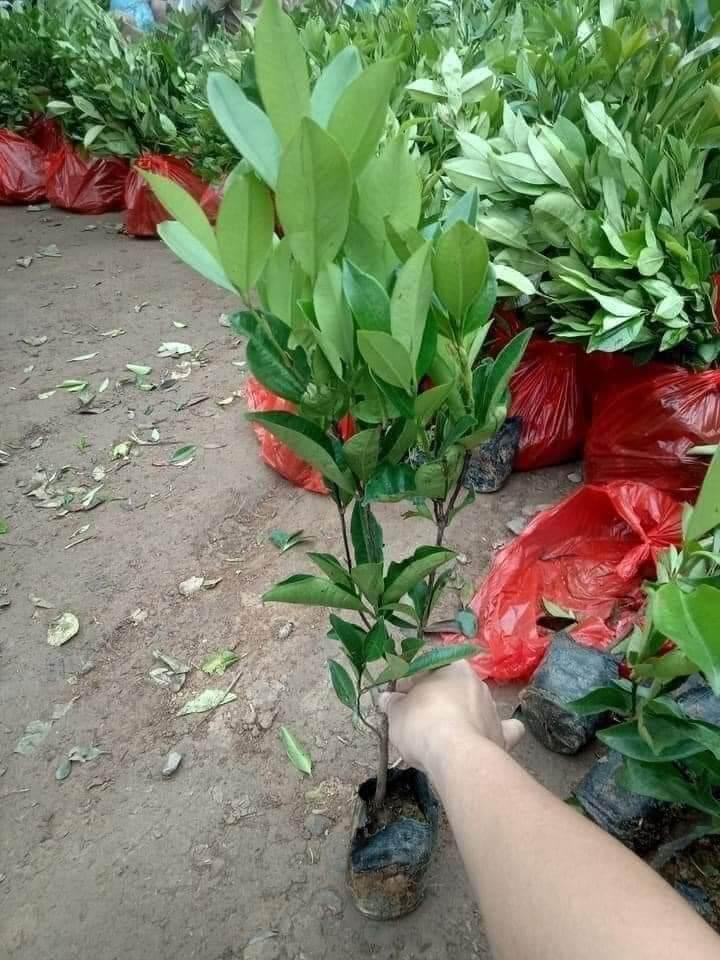Cây giống cherry Brazil siêu sớm
