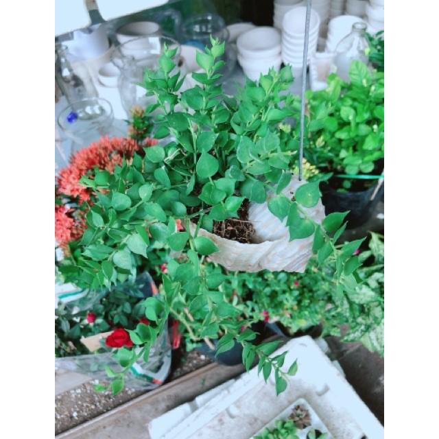 Chậu ốc cây lá tim treo