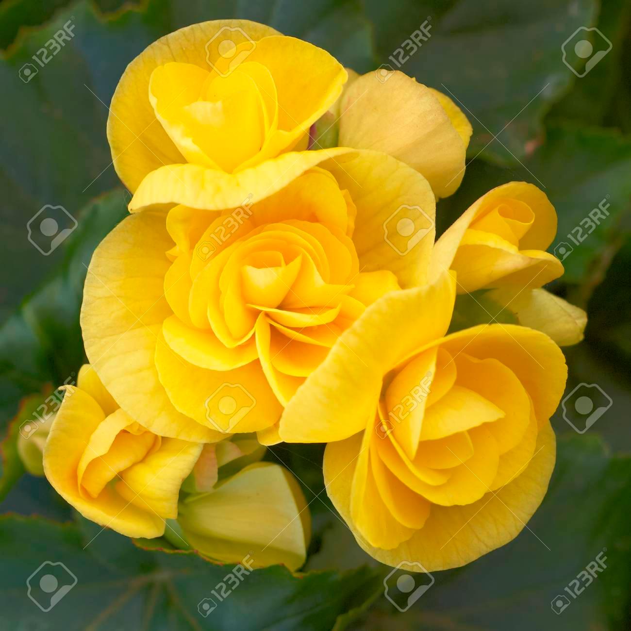 2 cây hoa hải đường hoa vàng cực đẹp, vàng óng