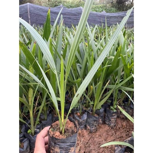Cây giống chà là Nam Mỹ, cây giống cao 50cm dễ trồng