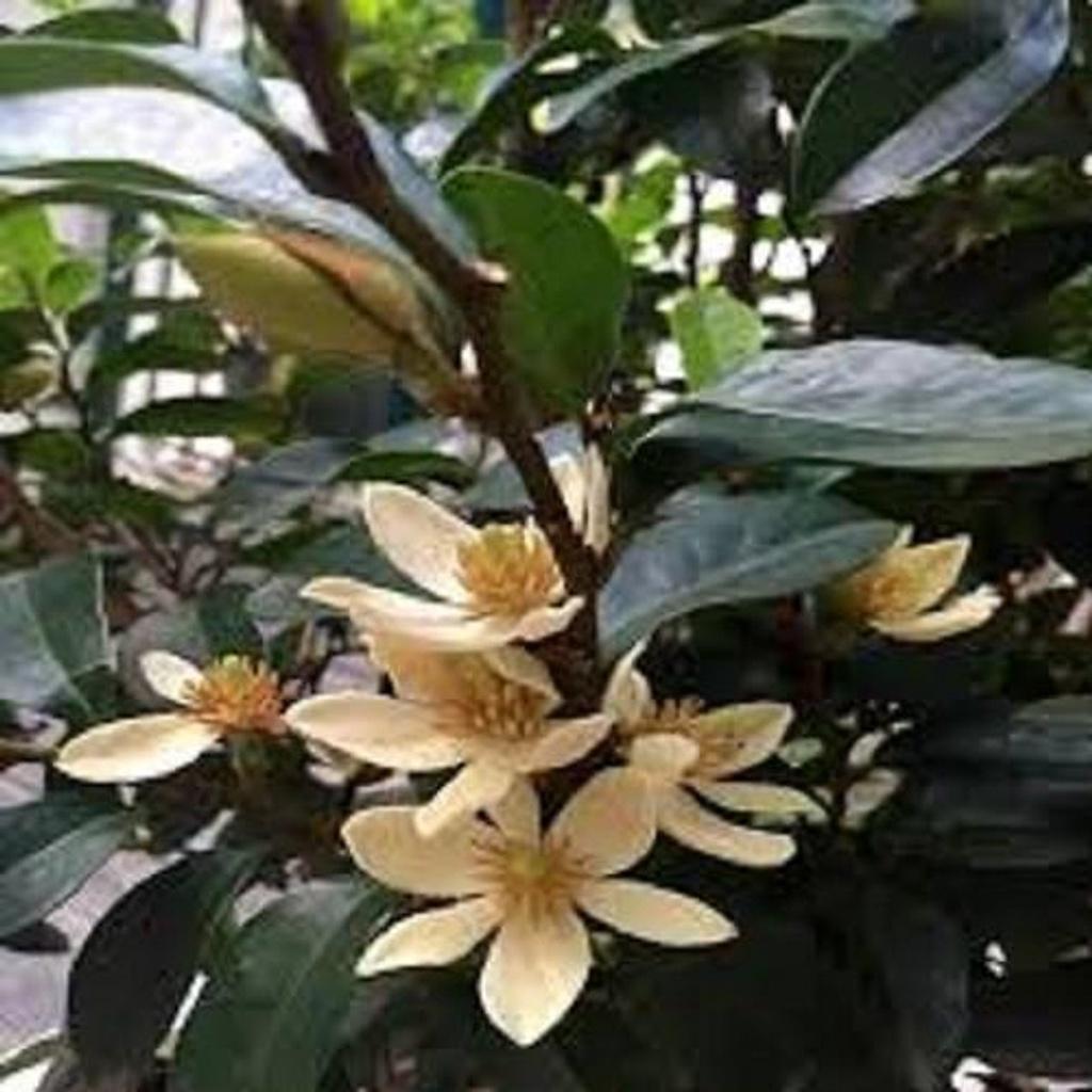 Cây giống hoa Lan Tiêu tím bắc cực thơm - cây giống nhỏ