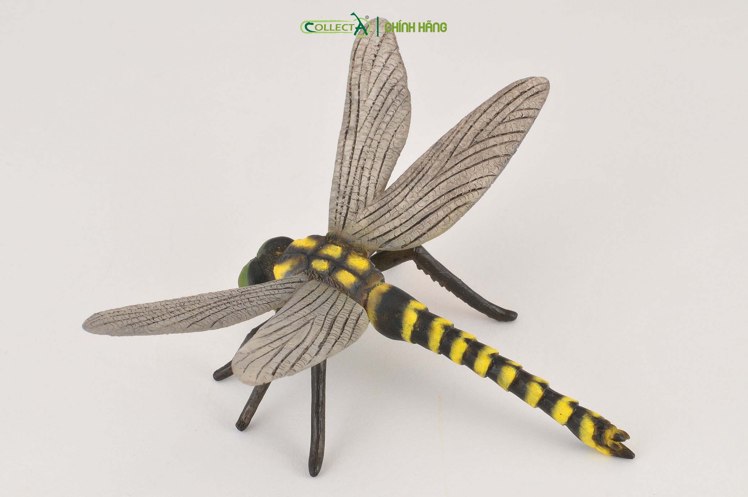 Mô hình thu nhỏ: Chuồn Chuồn Ngô - Golden-Ringed Dragonfly , hiệu: CollectA, mã HS 9653060[88350] -  Chất liệu an toàn cho trẻ - Hàng chính hãng