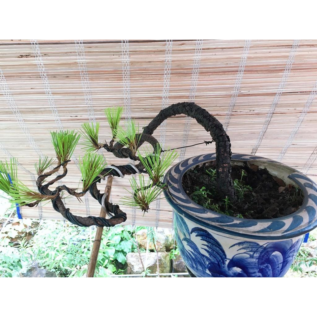 Cây Thông Bonsai Cây Thông Cảnh Mini - Giá Tiki Khuyến Mãi: 880,000Đ - Mua  Ngay! - Tư Vấn Mua Sắm & Tiêu Dùng Trực Tuyến Bigomart