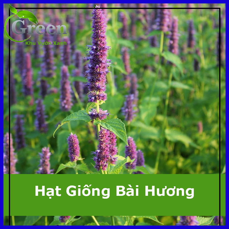 Hạt Giống Cây Bài Hương