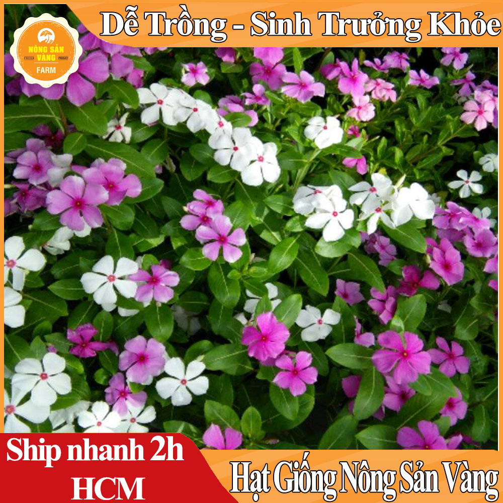 Hạt giống Hoa Dừa Cạn Đứng Nhiều Màu, Hoa Đẹp Cả Thân Lá, Hoa Rực Rỡ Nhiều Màu, Lá Xanh Mỡ Màng Đầy Sức Sống - Nông Sản Vàng