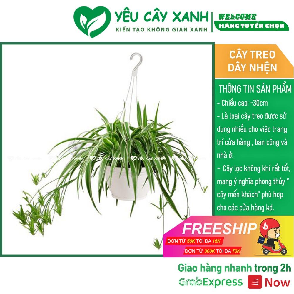Cây Dây Nhện - Cây Mẫu Tử chậu treo