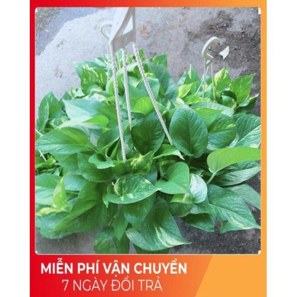 Chậu Trầu Bà Thái Size Đại