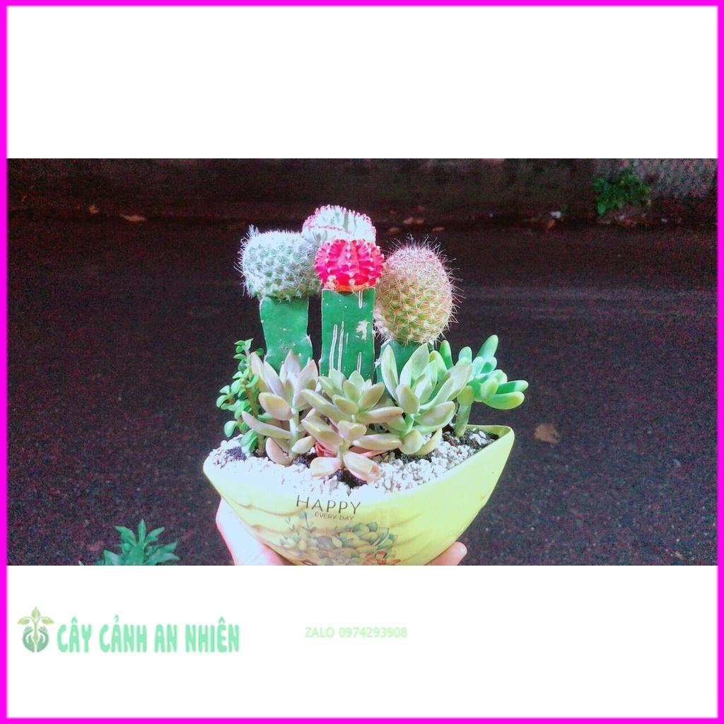 Chậu Cây Xương Rồng Tiểu Cảnh