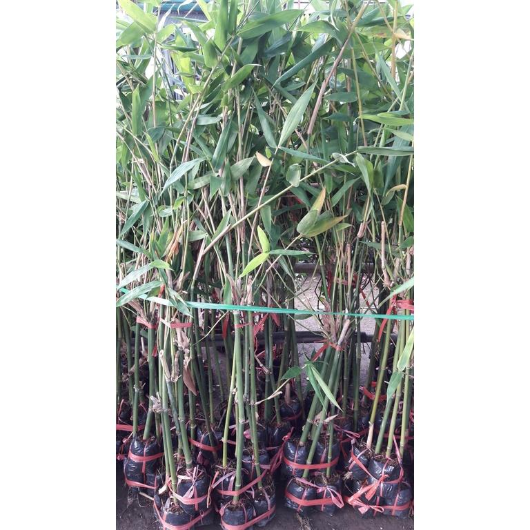 CÂY GIỐNG TRE ĐIỀN TRÚC TRỒNG LẤY MĂNG - RẺ HƠN HOÀN TIỀN