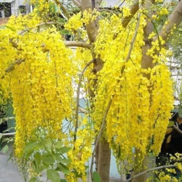 Muồng hoàng yến