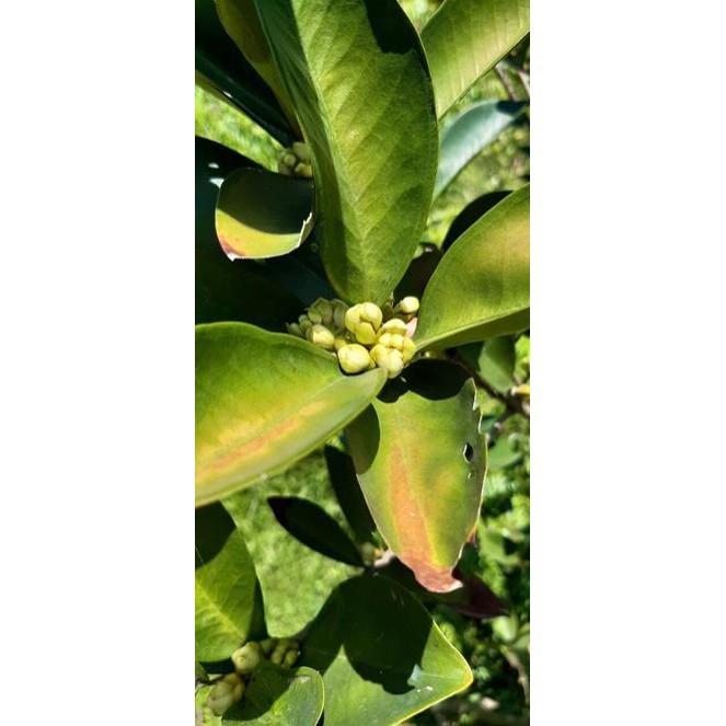 Cây Giống Cherry Brazil Nhiệt Đới - Cây to khỏe cao 80cm