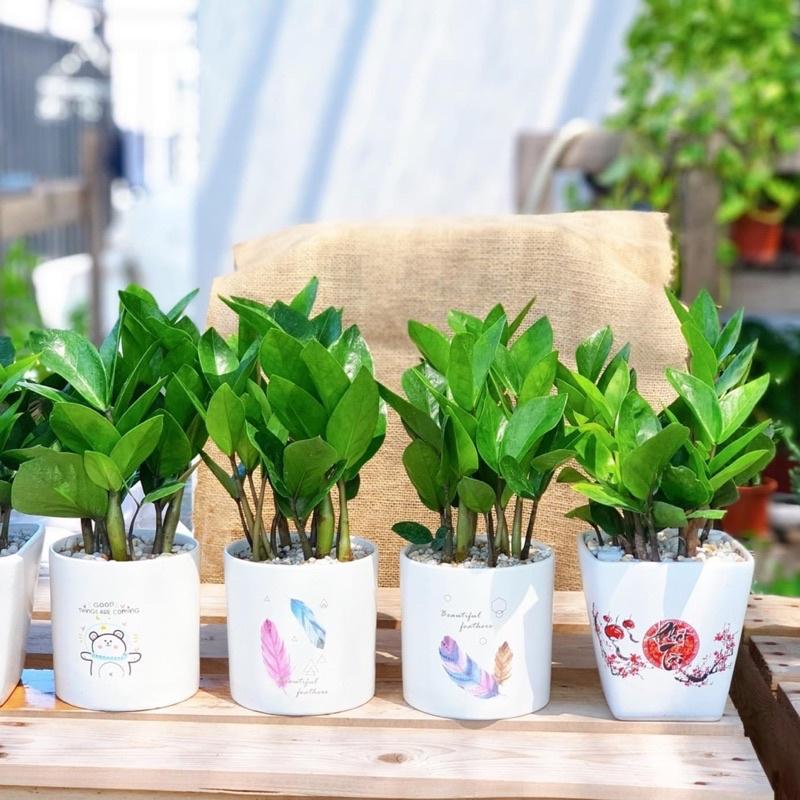 Chậu Trụ Trồng Cây Cảnh MiNi Đủ Size Sẵn Hàng