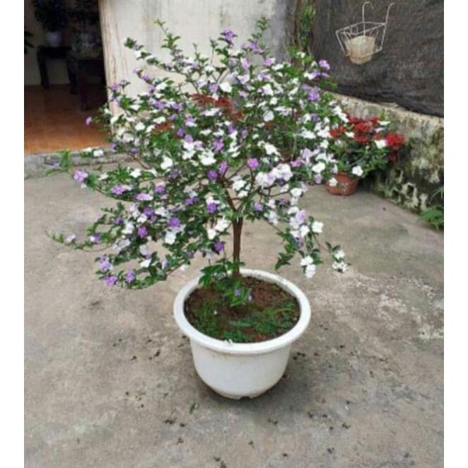 Nhài Nhật tím trắng