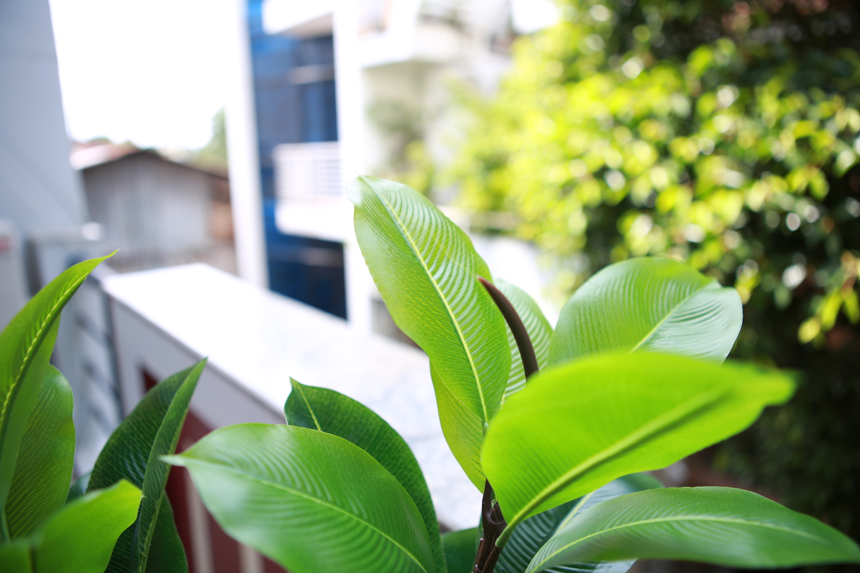Chậu cây xanh 2 nhánh 30 lá nhựa cao cấp
