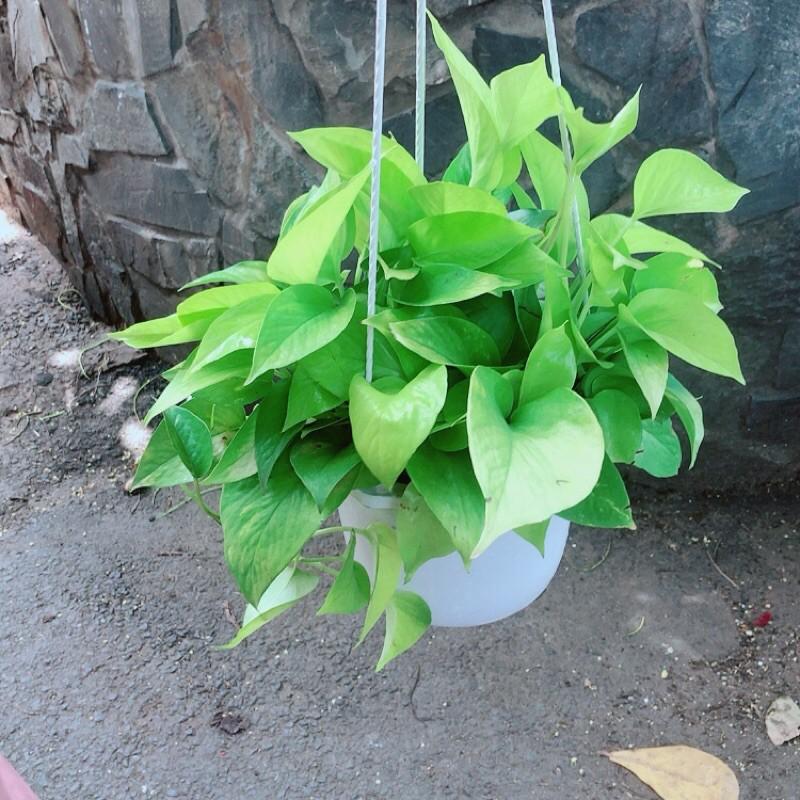 Trầu Bà Thái Vàng