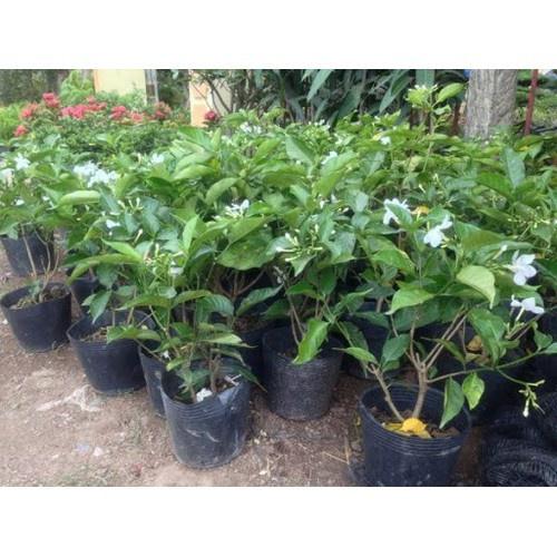 HOA NGỌC BÚT CÁNH KÉP - cây cao 50-60cm