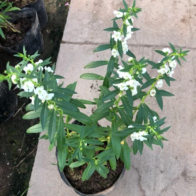 Cây hoa ngọc hân đủ màu, chiều cao 15cm hoa nở cực đẹp dễ dàng chăm sóc, thích hợp trang trí sân vườn