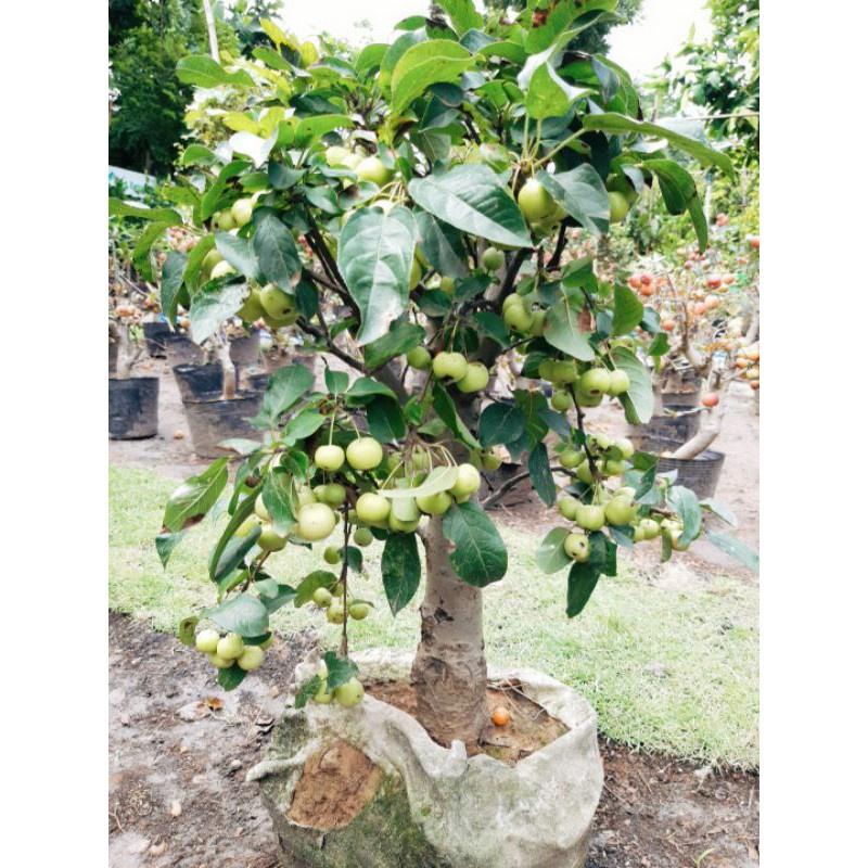 Cây giống TÁO TÂY Xanh NHẬP KHẨU