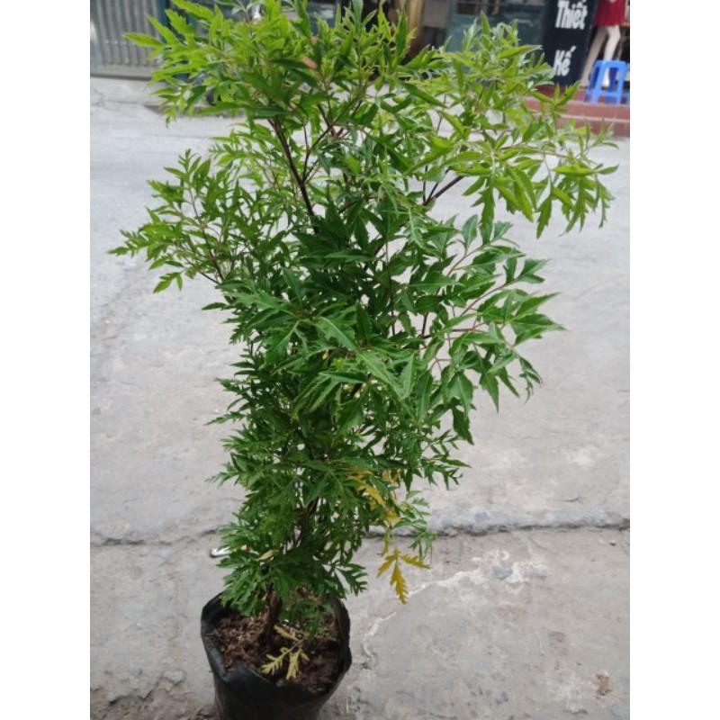 Cây  đinh  lăng nhỡ