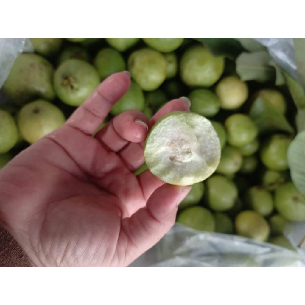 Cây giống Ổi Găng Đông Dư