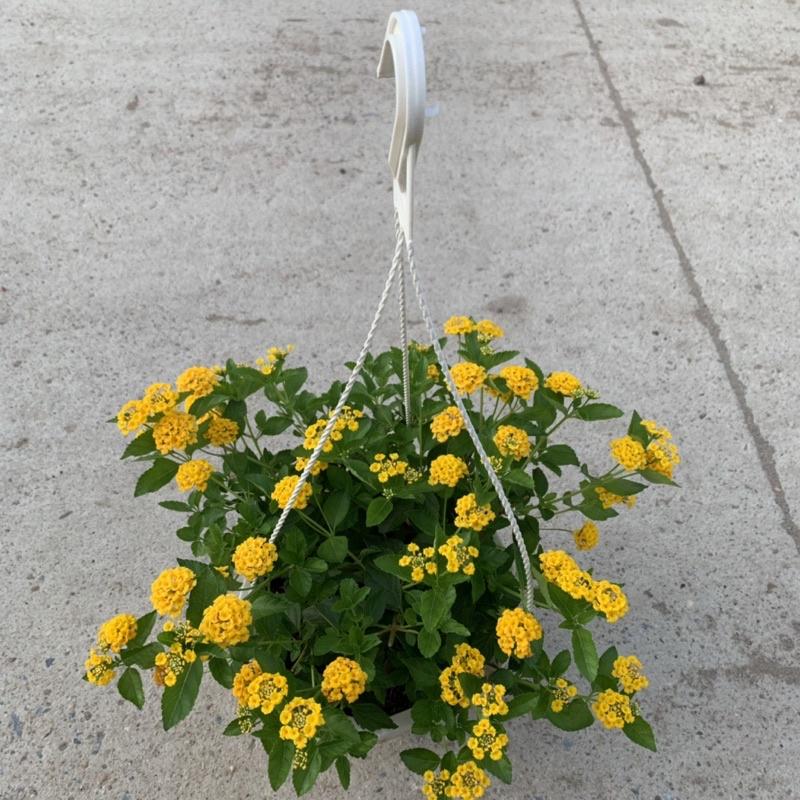 Chậu hoa ngũ sắc vàng rủ bán kính 25-30cm, cây hoa nở rực rỡ quanh năm, trồng treo ban công, sân vườn