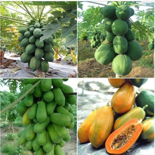 Combo 5 gói Hạt giống đu đủ da xanh lùn siêu trái - Gói 10 hạt-tặng kèm gói phân bón lót