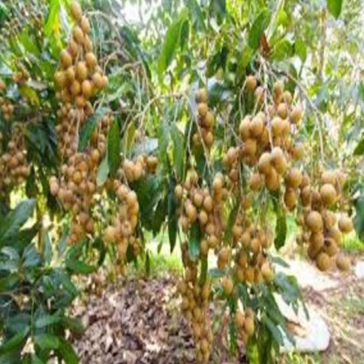Cây giống nhãn lồng sớm cây giống chuẩn cho năng suất cao