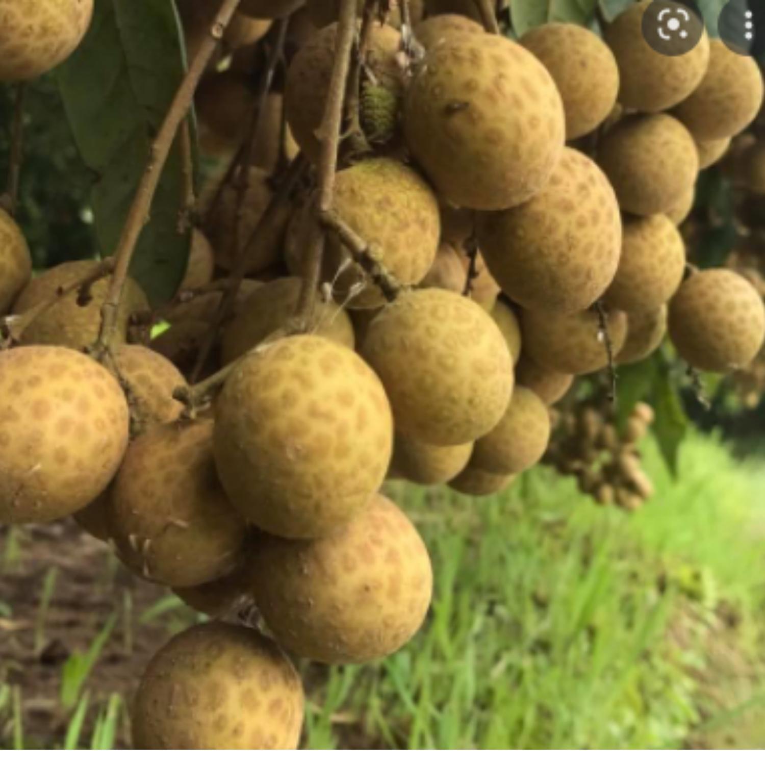 Phân bón to trái, kích quả to, tăng trưởng mạnh, mập trái, chuyên nuôi dưỡng trái, đẹp mã, chai 500ml