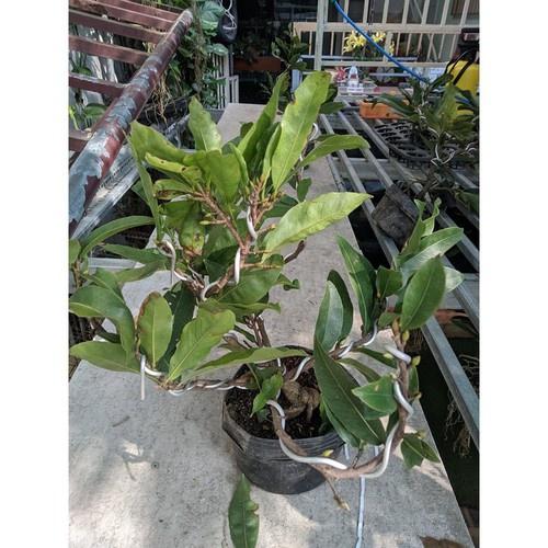 Mai Vàng Đại Lộc Bonsai 24 Cánh Đang Nụ