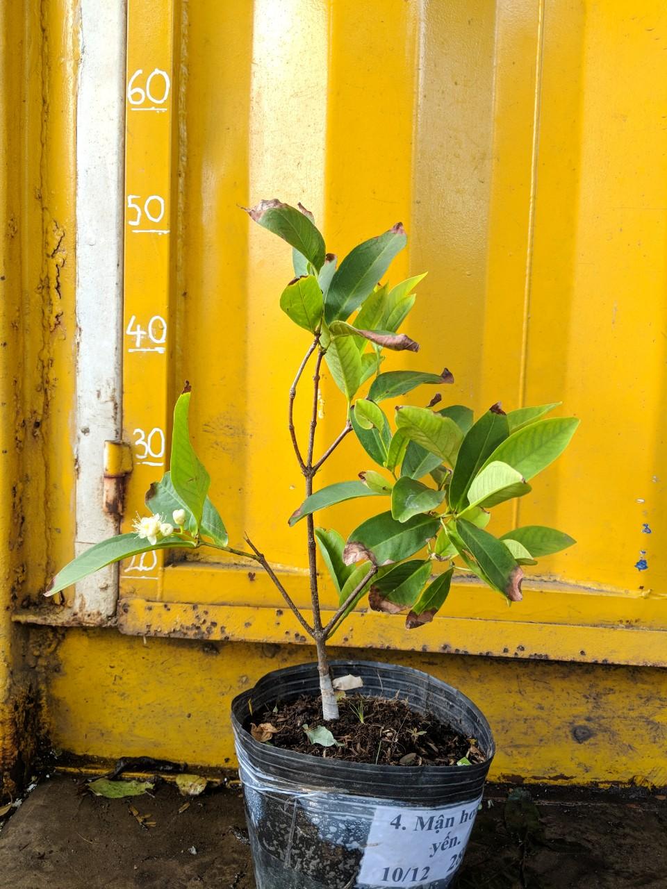 Cây mận Hoàng Yến
