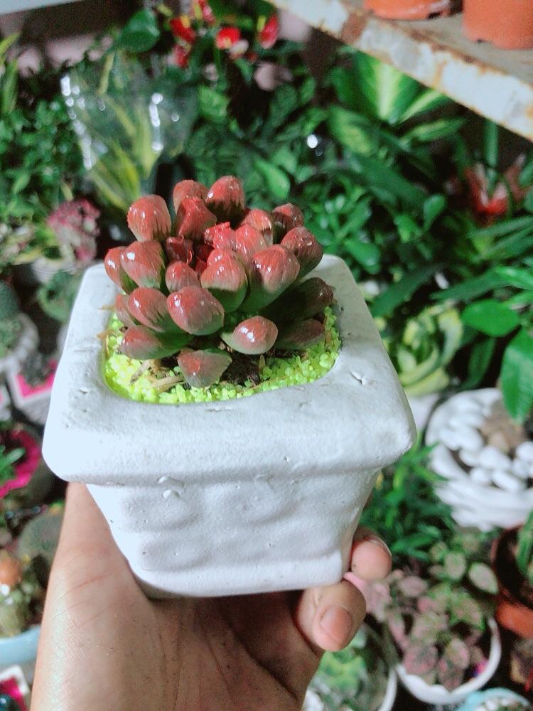 Chậu Cây Kim Cương Đỏ