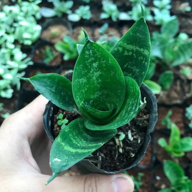 Cây Lưỡi hổ Thái xanh sọc