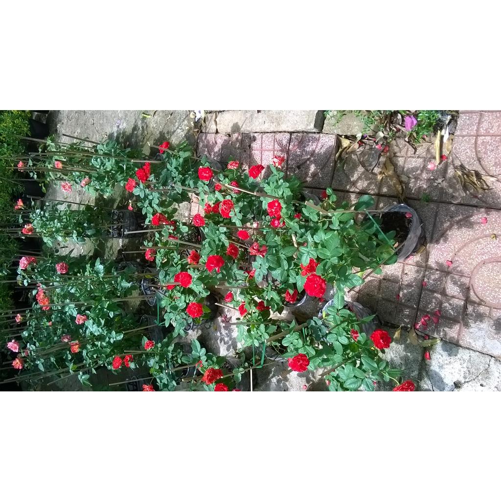 Cây giống Hoa hồng Ngoại.