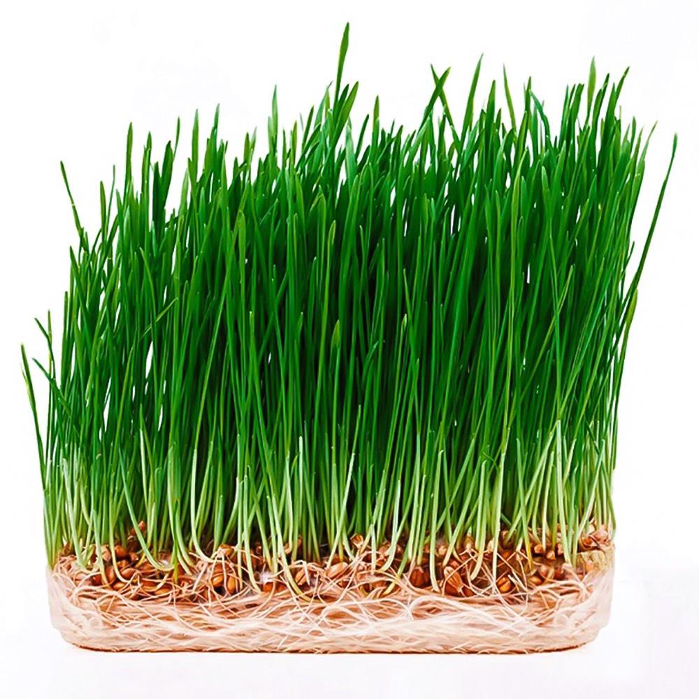 25gr Hạt Giống Mầm Lúa Mạch - Cỏ Lúa Mì - tỷ lệ này mầm cao
