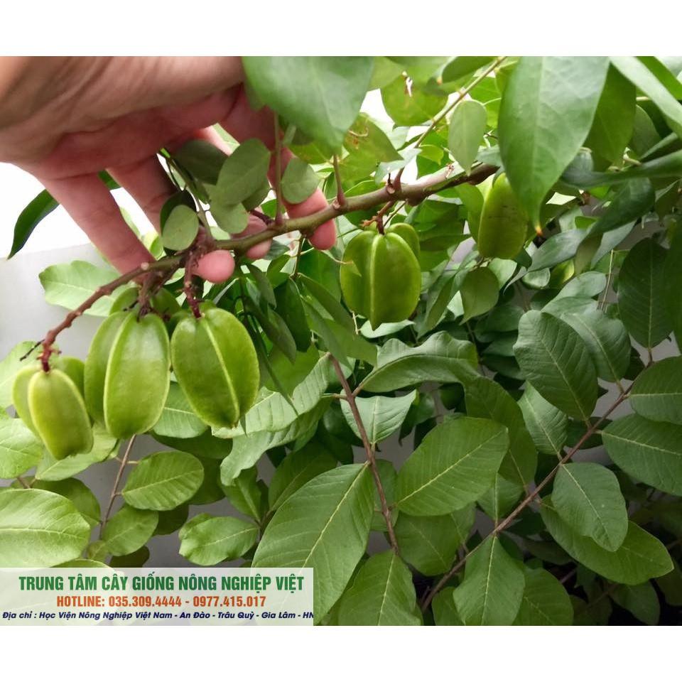 Cây Giống Khế Ngọt