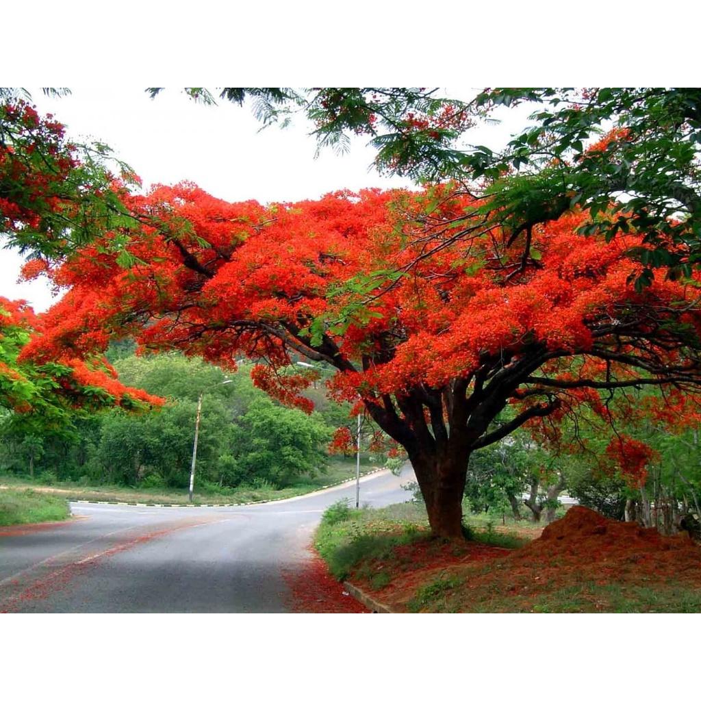 CÂY GIỐNG PHƯỢNG VĨ (Tên gọi khác: cây Phượng Đỏ, cây Xoan Tây, cây Điệp Tây - cây trồng cảnh  ]