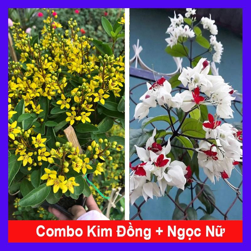 Combo cây kim đồng vàng + cây ngọc nữ + tặng phân bón cho cây