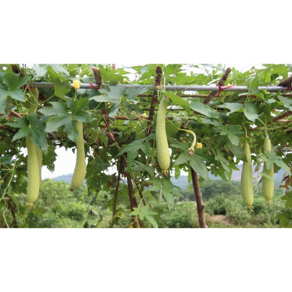 Hạt Giống Mướp Hương Thái Lan F1 Cực Thơm Sai Trái Trồng Quanh Năm Gói 1G 10Hạt - Khu Vườn Ban Công