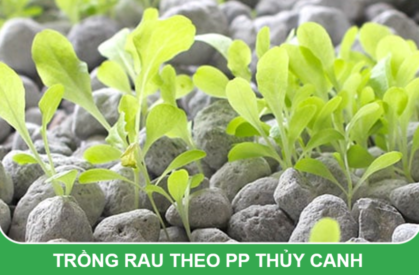 Đá Pumice size 5-8mm - dùng lót chậu, rải bề mặt sen đá, xương rồng, bonsai trồng cây, lọc nước bể thủy sinh, ủ phân, cải tạo đất