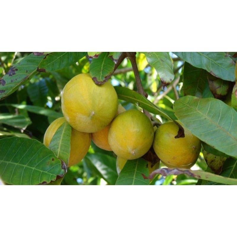 Combo 2 cây trứng gà  giống